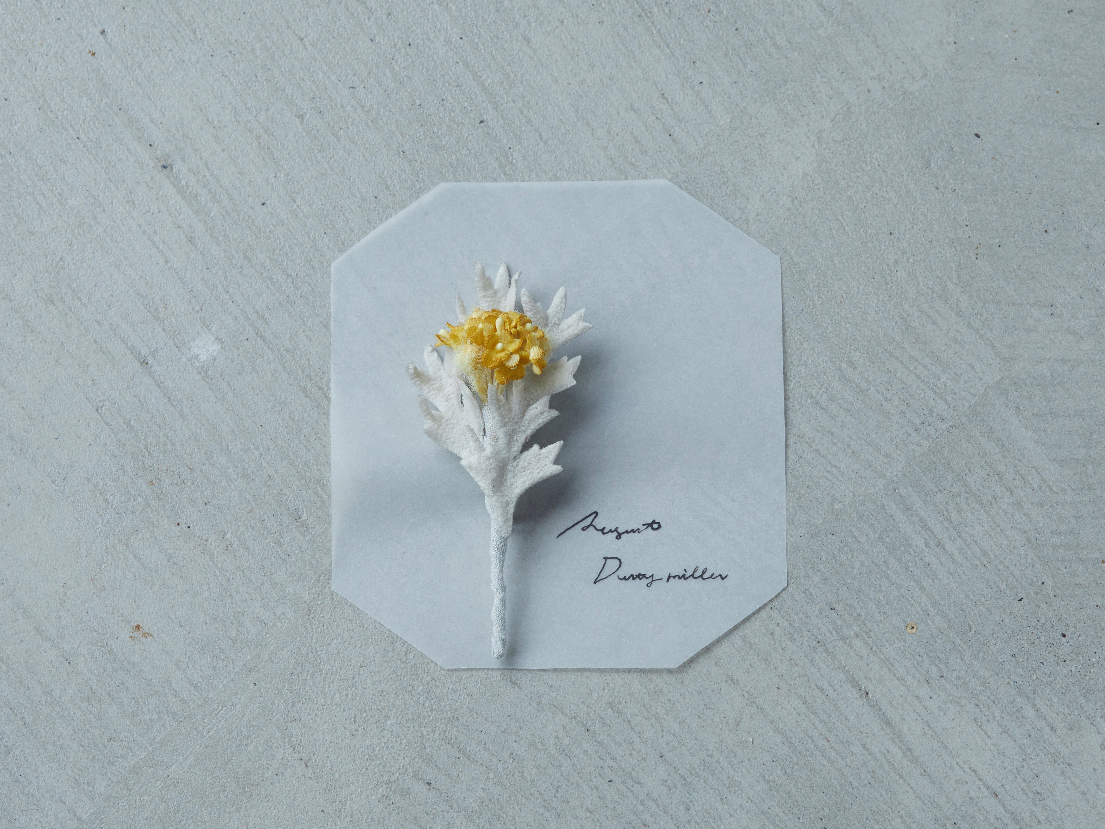 季節のお花ブローチ］8月：シロタエギク – m.soeur